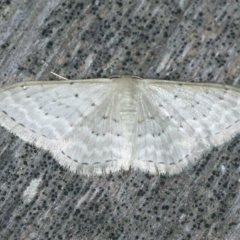 Idaea philocosma (Flecked Wave) at Ulladulla - Warden Head Bushcare - 27 Jan 2020 by jbromilow50