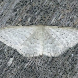 Idaea philocosma at Ulladulla, NSW - 27 Jan 2020