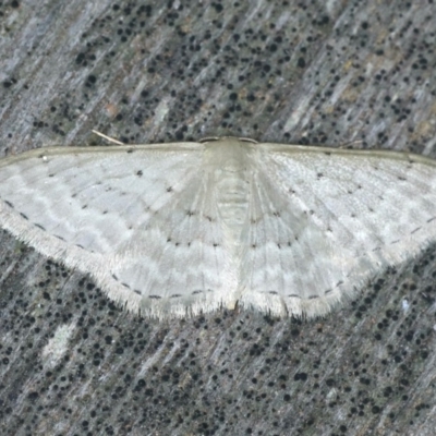 Idaea philocosma (Flecked Wave) at Coomee Nulunga Cultural Walking Track - 27 Jan 2020 by jbromilow50