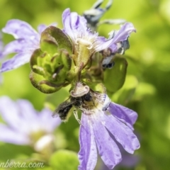 Homalictus sp. (genus) (Native bee) at Acton, ACT - 6 Dec 2019 by BIrdsinCanberra