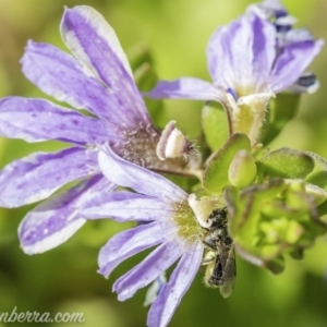 Lasioglossum (Homalictus) sp. (genus & subgenus) at Acton, ACT - 7 Dec 2019