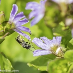 Lasioglossum (Homalictus) sp. (genus & subgenus) at Acton, ACT - 7 Dec 2019