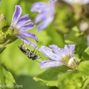 Lasioglossum (Homalictus) sp. (genus & subgenus) at Acton, ACT - 7 Dec 2019 10:55 AM