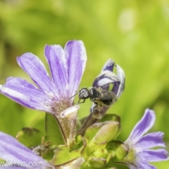 Lasioglossum (Homalictus) sp. (genus & subgenus) at Acton, ACT - 7 Dec 2019 10:55 AM