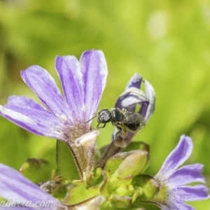 Lasioglossum (Homalictus) sp. (genus & subgenus) at Acton, ACT - 7 Dec 2019