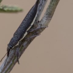 Rhinotia sp. (genus) (Unidentified Rhinotia weevil) at Dunlop, ACT - 8 Jan 2020 by AlisonMilton