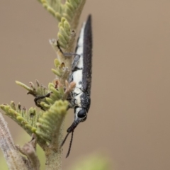 Rhinotia sp. (genus) at Dunlop, ACT - 9 Jan 2020