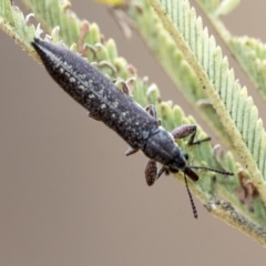 Rhinotia sp. (genus) at Dunlop, ACT - 9 Jan 2020