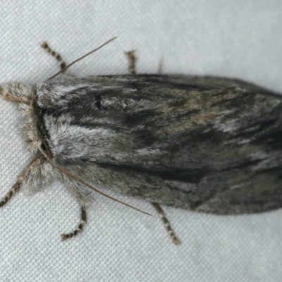 Destolmia lineata (Streaked Notodontid Moth) at Ulladulla - Warden Head Bushcare - 27 Jan 2020 by jb2602