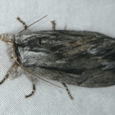 Destolmia lineata (Streaked Notodontid Moth) at Coomee Nulunga Cultural Walking Track - 27 Jan 2020 by jbromilow50