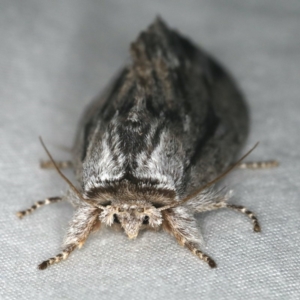 Destolmia lineata at Ulladulla, NSW - 27 Jan 2020