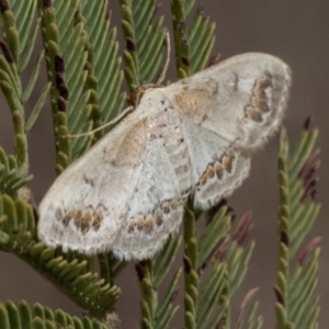 Dithalama cosmospila at Dunlop, ACT - 23 Jan 2020