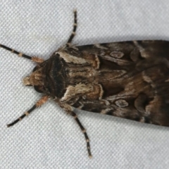 Agrotis munda (Brown Cutworm) at Ulladulla, NSW - 27 Jan 2020 by jb2602