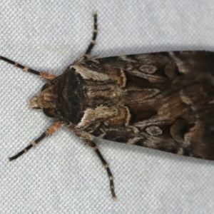 Agrotis munda at Ulladulla, NSW - 27 Jan 2020 09:20 PM