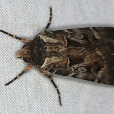 Agrotis munda (Brown Cutworm) at Ulladulla, NSW - 27 Jan 2020 by jb2602