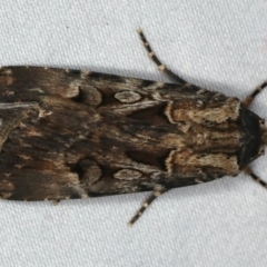 Agrotis munda at Ulladulla, NSW - 27 Jan 2020