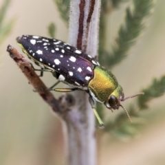 Diphucrania leucosticta (White-flecked acacia jewel beetle) at Dunlop, ACT - 8 Jan 2020 by AlisonMilton