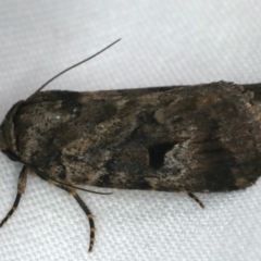 Thoracolopha verecunda (A Noctuid moth (Acronictinae)) at Ulladulla - Warden Head Bushcare - 27 Jan 2020 by jb2602