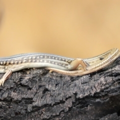 Ctenotus robustus (Robust Striped-skink) at The Pinnacle - 9 Jan 2020 by AlisonMilton