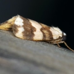 Termessa gratiosa at Ulladulla, NSW - 27 Jan 2020 09:10 PM