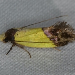 Edosa xystidophora (Tineid moth) at Ulladulla - Warden Head Bushcare - 27 Jan 2020 by jb2602