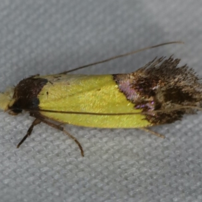 Edosa xystidophora (Tineid moth) at Ulladulla - Warden Head Bushcare - 27 Jan 2020 by jbromilow50