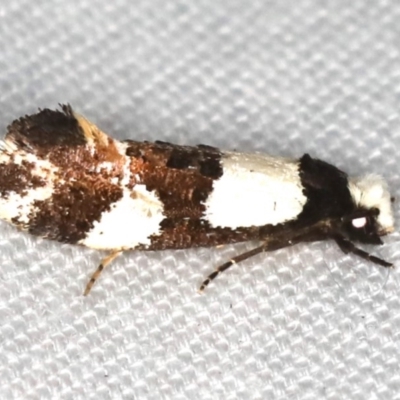 Monopis icterogastra (Wool Moth) at Ulladulla - Warden Head Bushcare - 27 Jan 2020 by jb2602