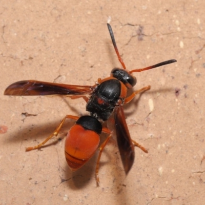 Pseudabispa bicolor (A potter wasp) at Evatt, ACT - 24 Jan 2020 by TimL