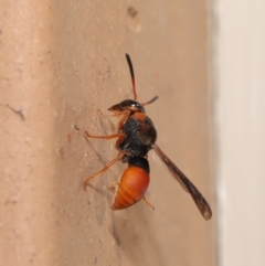 Pseudabispa bicolor at Evatt, ACT - 25 Jan 2020