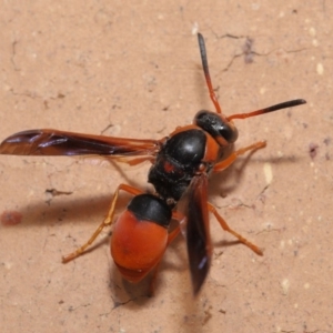 Pseudabispa bicolor at Evatt, ACT - 25 Jan 2020