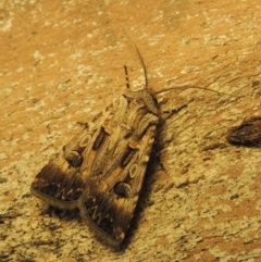 Agrotis munda (Brown Cutworm) at Pollinator-friendly garden Conder - 6 Jan 2020 by michaelb