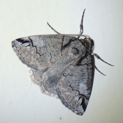 Austroterpna paratorna (Rounded Grey (Geometrinae)) at Conder, ACT - 24 Dec 2019 by MichaelBedingfield