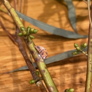 Monophlebulus sp. (genus) at O'Connor, ACT - 28 Jan 2020