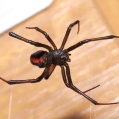 Latrodectus hasselti (Redback Spider) at Evatt, ACT - 20 Jan 2020 by TimL