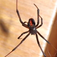 Latrodectus hasselti at Evatt, ACT - 20 Jan 2020 01:20 PM