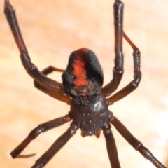 Latrodectus hasselti at Evatt, ACT - 20 Jan 2020 01:20 PM