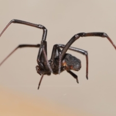 Latrodectus hasselti at Evatt, ACT - 20 Jan 2020