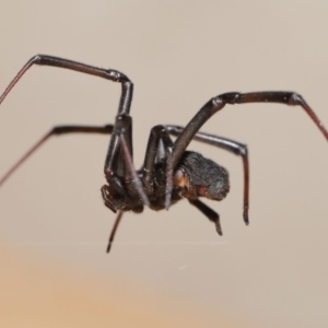 Latrodectus hasselti at Evatt, ACT - 20 Jan 2020 01:20 PM