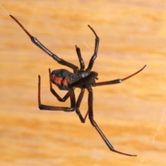 Latrodectus hasselti at Evatt, ACT - 20 Jan 2020