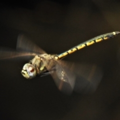 Hemicordulia tau (Tau Emerald) at Theodore, ACT - 28 Jan 2020 by JohnBundock