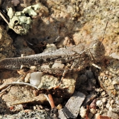 Austroicetes sp. (genus) (A grasshopper) at Chisholm, ACT - 28 Jan 2020 by JohnBundock