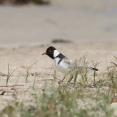Charadrius rubricollis (Hooded Plover) at Bendalong, NSW - 26 Jan 2020 by jb2602