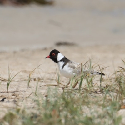 Charadrius rubricollis (Hooded Plover) at Bendalong, NSW - 26 Jan 2020 by jbromilow50