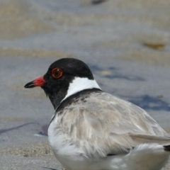 Charadrius rubricollis at suppressed - suppressed