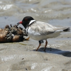 Charadrius rubricollis at suppressed - suppressed