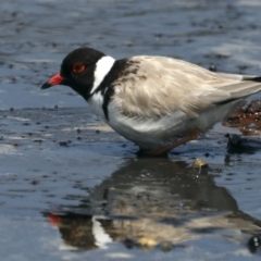 Charadrius rubricollis at suppressed - suppressed