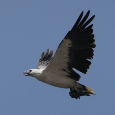 Haliaeetus leucogaster (White-bellied Sea-Eagle) at Bendalong, NSW - 26 Jan 2020 by jb2602