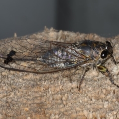 Galanga labeculata (Double-spotted cicada) at Ulladulla - Warden Head Bushcare - 26 Jan 2020 by jb2602