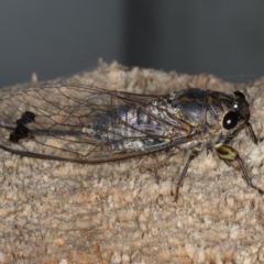 Galanga labeculata (Double-spotted cicada) at Coomee Nulunga Cultural Walking Track - 26 Jan 2020 by jb2602