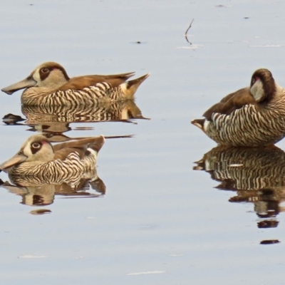 Malacorhynchus membranaceus (Pink-eared Duck) at Tuggeranong Creek to Monash Grassland - 29 Jan 2020 by RodDeb